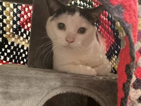 Fringe, a one-year-old domestic short hair cat, is looking for his forever home with patient owners.
