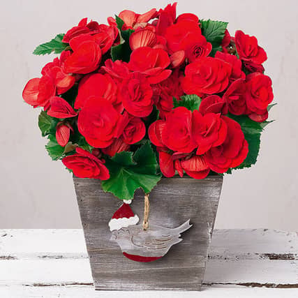 Bunches offers bespoke Christmas plants on a next-day delivery - for bargain prices