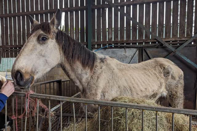 One of the horses being neglected by a Hampshire man who has been disqualified from keeping horses for 20 years.