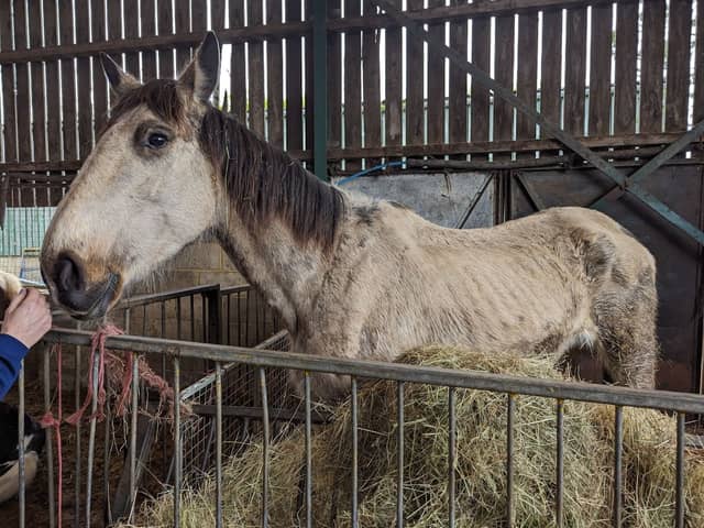 One of the horses being neglected by a Hampshire man who has been disqualified from keeping horses for 20 years. 