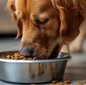 Animed pet food subscription