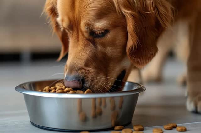 Animed pet food subscription