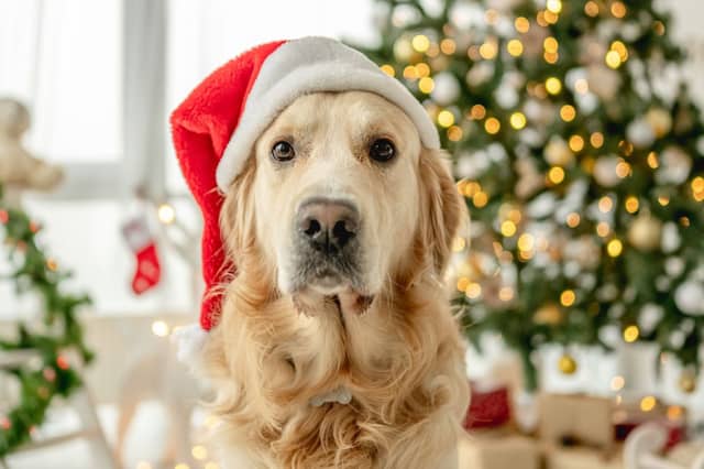 Don’t forget your pets this Christmas: making the season easier with an Animed pet food subscription