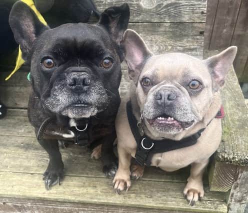 The RSPCA website says: "Introducing our retirement couple Dino and Nugget! This loving pair came to us through no fault of their own and are now ready to find a home to enjoy their years together."