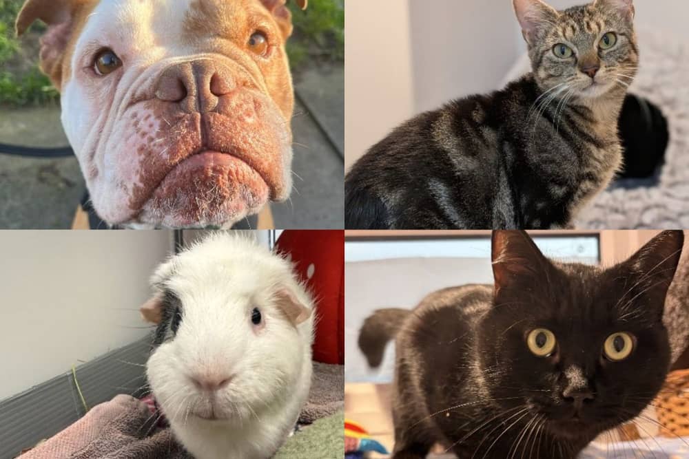 Take a look at some of the animals looking for a home. 