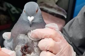 Dozens of pigeons have died and washed up on Southsea beach following a brutal slingshot attack. 

Pictured: The only surviving pigeon 

Picture: Brandon Pragnell 