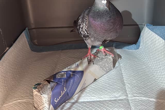 Pictured: The only surviving pigeon following a brutal slingshot attack in Southsea which resulted in dozens of pigeons being killed.