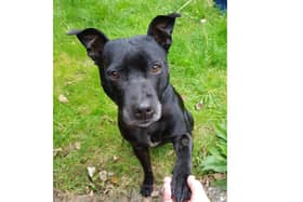 Siren is an eight-year-old Staffordshire bull terrier who has been described as "affectionate, playful and a bundle of fun and ready for adventure."