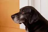 The cold weather can worsen arthritis pain in dogs. 