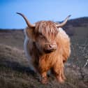Pictured - Highland Cows on Butser Hill
Photo by Alex Shute