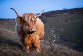 Pictured - Highland Cows on Butser Hill
Photo by Alex Shute
