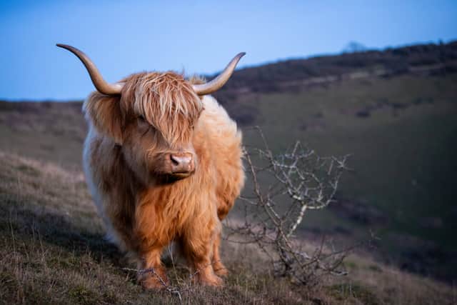 Pictured - Highland Cows on Butser Hill
Photo by Alex Shute