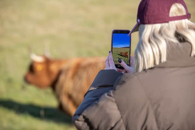 The Highland Cows grazing on Butser Hill which have become part of a viral trend have been moved to a new part of the hill to continue their grazing.
Photo by Alex Shute