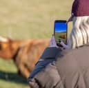 The Highland Cows grazing on Butser Hill which have become part of a viral trend have been moved to a new part of the hill to continue their grazing.
Photo by Alex Shute