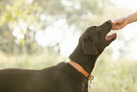 It’s estimated that around half of the dogs in the UK are overweight.
