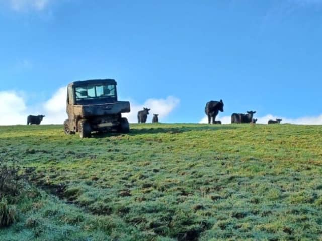 Fire crews rescued a dog walker after he was chased up a tree by an "angry cow" on the Isle of Wight.
