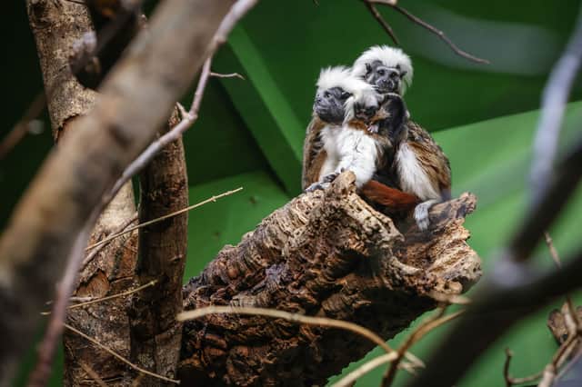 The newborn cotton-headed tamarin twins at Marwell Zoo