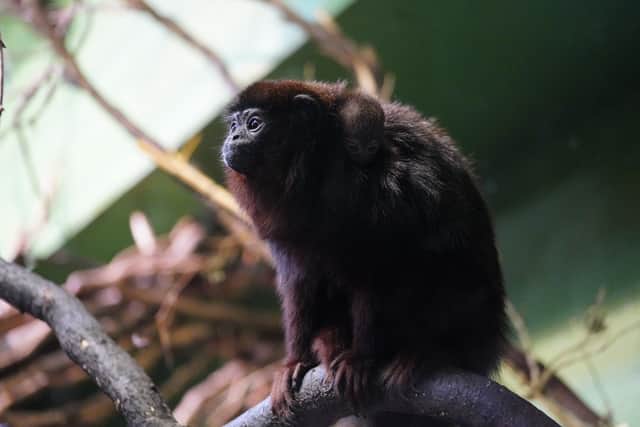 The coppery titi monkey at Marwell Zoo