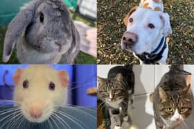 Take a look at some adorable animals up for adoption at Stubbington Ark. 