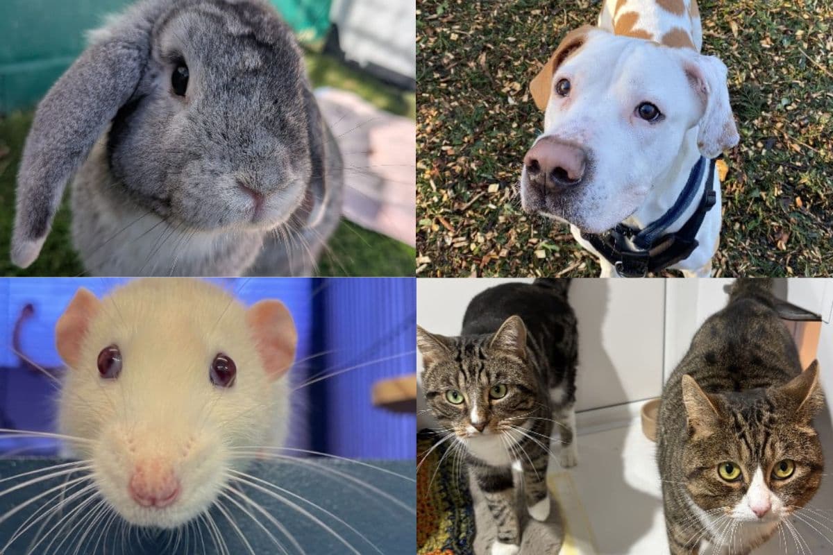 Paper Animal Rescue Dreamy pictures of 14 adorable animals up for adoption at The ...