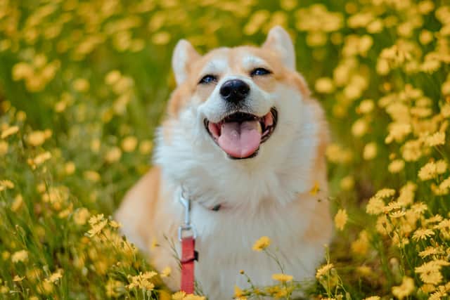 Your romantic gesture could cause your pet to end up needing an emergency vet appointment.