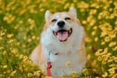 Your romantic gesture could cause your pet to end up needing an emergency vet appointment.