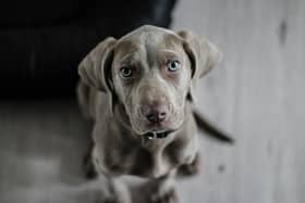 Some of our favourite pancake toppings can be poisonous to our pets.