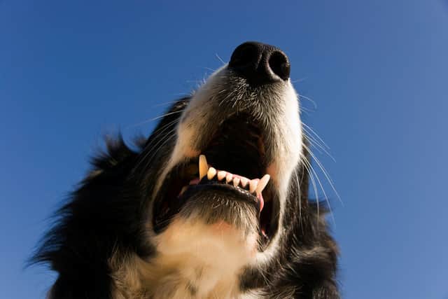 Oral health is one of the most overlooked aspects of pet care.