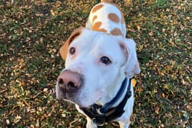 Marmaduke is looking for his forever home after ending up at the RSPCA's Stubbington Ark. 