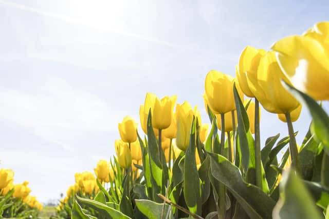 Vitamin D deficiencies can lead to rickets, bone pain and disabilities.