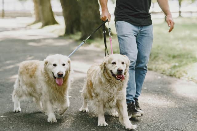 Dog owners should follow this one rule this spring to avoid a hefty fine.