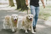 Dog owners should follow this one rule this spring to avoid a hefty fine.