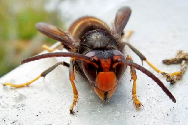 An Asian hornet (Vespa velutina)