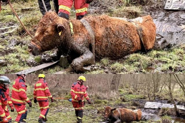 A cow was saved after being pulled from deep mud in Bordon on Saturday