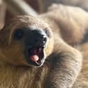 Jemma, a Linne's two-toed sloth, is coming to Marwell Zoo from Jersey Zoo