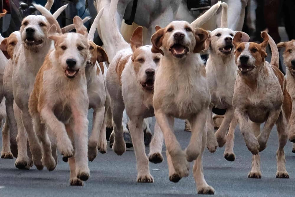 A hunt in West Hereford. Image by Andy Compton