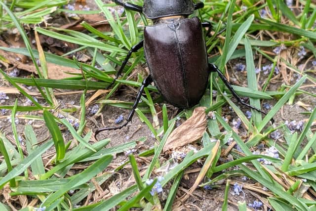 A male stag beetle