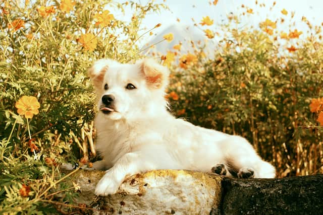 Spring flowers make the perfect addition to any Mother's Day bouquet, but some can be deadly to your dog.