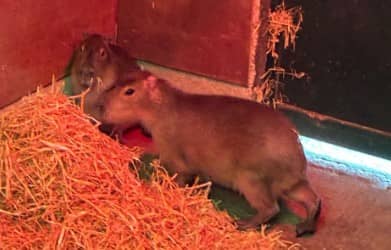 Samba, the capybara, has escaped from Marwell Zoo. 

Picture: Marwell Zoo 