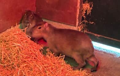 Samba, the capybara, has escaped from Marwell Zoo.
Picture: Marwell Zoo