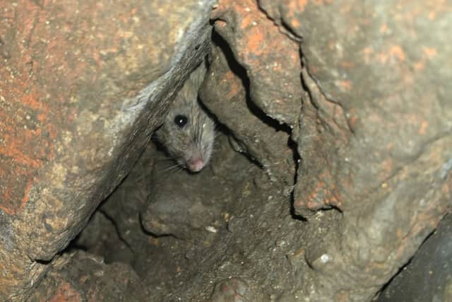 Multiple businesses have closed due to mouse infestations over the past five years.
Picture: James Shore