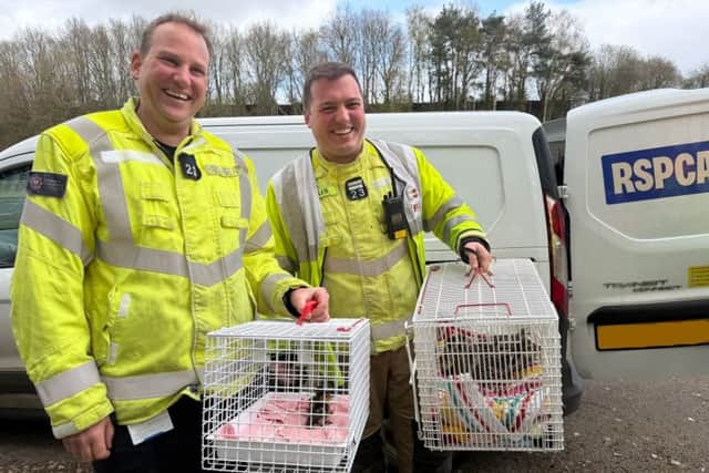 Firefighters from Cosham saved two ducklings after they fell into a drain on the M27.
