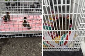 Two ducklings were saved after falling down a drain on the central reservation.