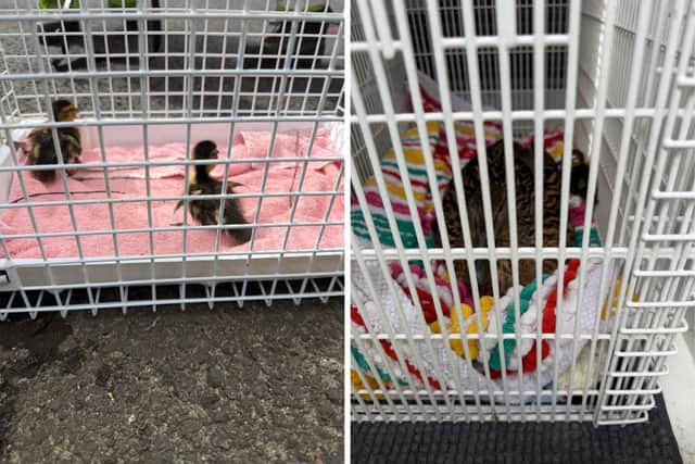 Two ducklings were saved after falling down a drain on the central reservation.