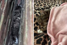 Alfie the cat was stuck between two houses in Madeira Road, North End, before being rescued by the RSPCA.