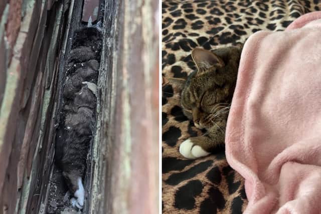 Alfie the cat was stuck between two houses in Madeira Road, North End, before being rescued by the RSPCA.