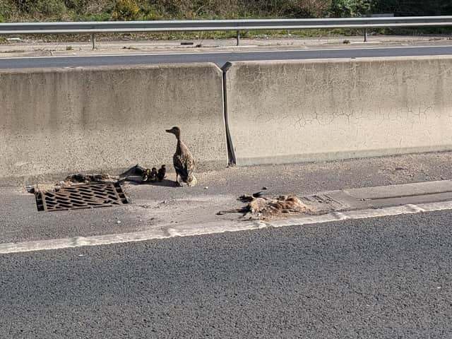 Ducks stranded on the M27