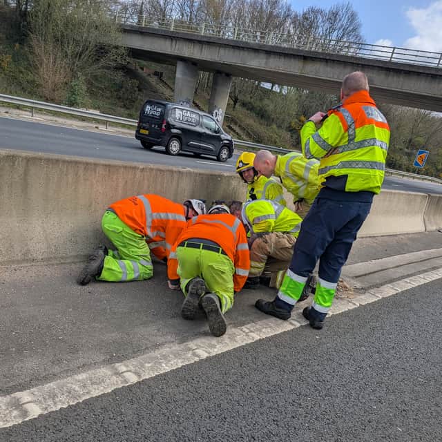 Ducks stranded on the M27 being rescued by Cosham firefighters