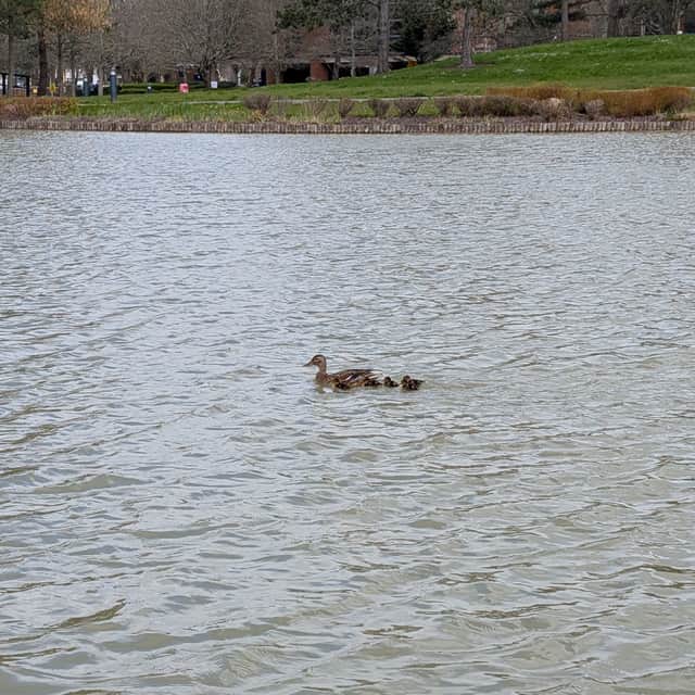 Ducks released into a pond after their M27 rescue