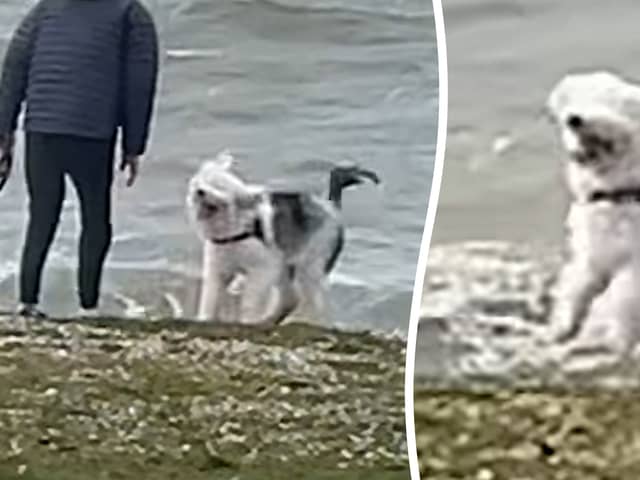 The overjoyed grey-and-white pup was captured playing catch with its owners on a beach on the Solent on Friday 3 April.